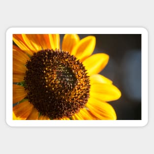 Sunflower Series VIII Sticker